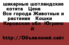 шикарные шотландские котята › Цена ­ 15 000 - Все города Животные и растения » Кошки   . Кировская обл.,Югрино д.